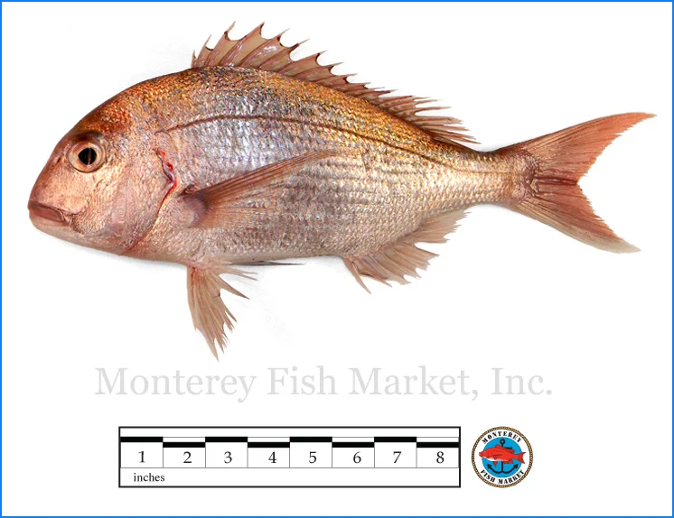 Monterey Fish Market Seafood Index photograph of Tai Snapper - Pagrus auratus