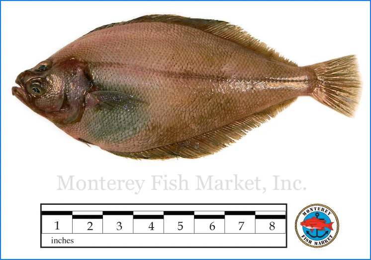Monterey Fish Market Seafood Index photograph of Sand Dab - Citharichthys sordidus