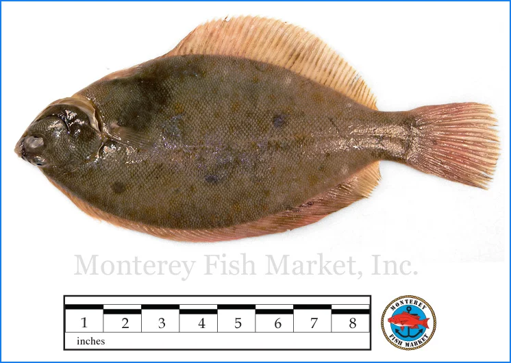 Monterey Fish Market Seafood Index photograph of Dab Flounder - Hipplglossiodes platessoides