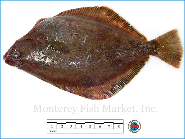 Monterey Fish Market Seafood Index photograph of Petrale Sole - Eopsetta jordani