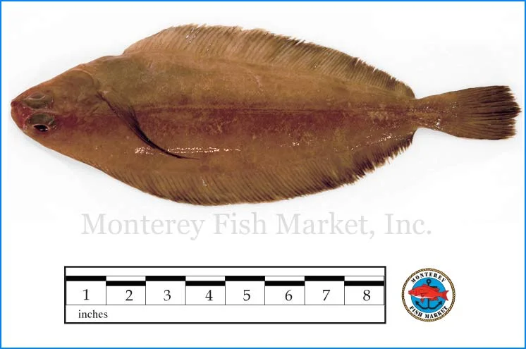 Monterey Fish Market Seafood Index photograph of Rex Sole - Glyptocephalus zachirus