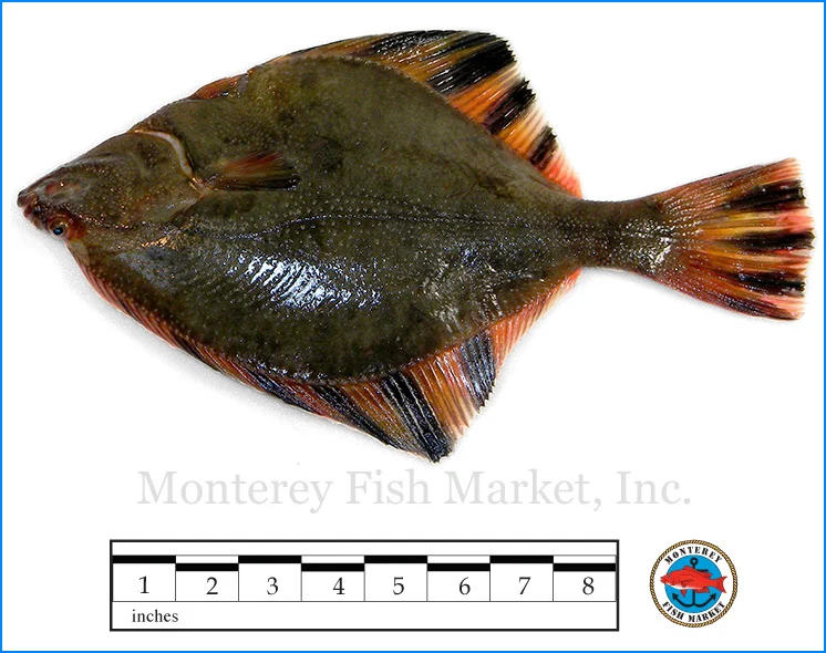 Monterey Fish Market Seafood Index photograph of Starry Flounder - Platichthys stellatus