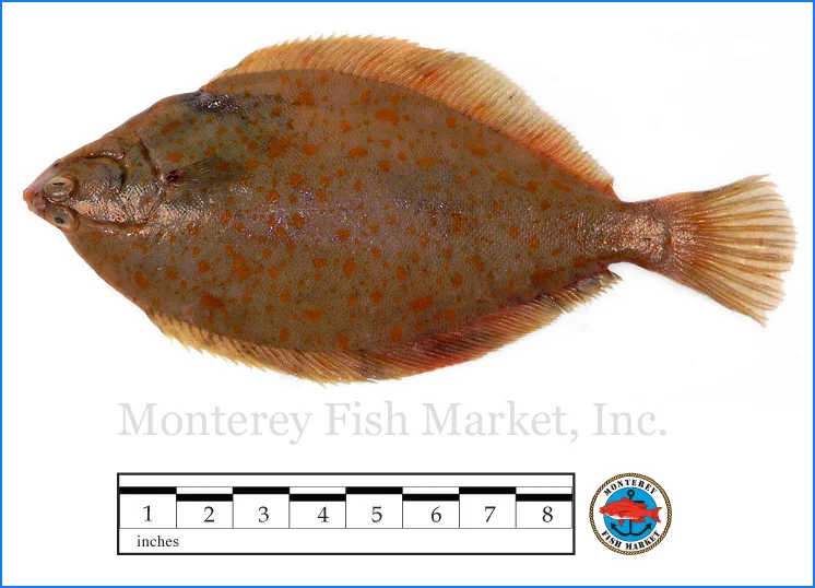 Monterey Fish Market Seafood Index photograph of Yellowtail Flounder - Limanda ferruginea