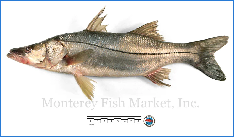 Monterey Fish Market Seafood Index photograph of Snook - Centropomus undecimalis (Robalo)