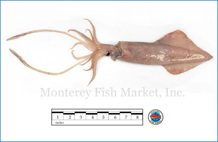 Monterey Fish Market Seafood Index photograph of Long Fin Squid - Loligo pealei (Calamari)