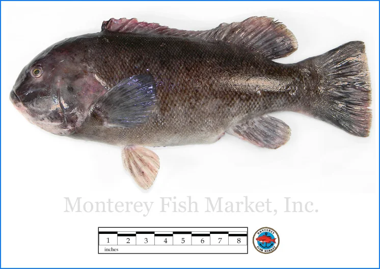 Monterey Fish Market Seafood Index photograph of Tautog, Tautoga onitis (Blackfish)