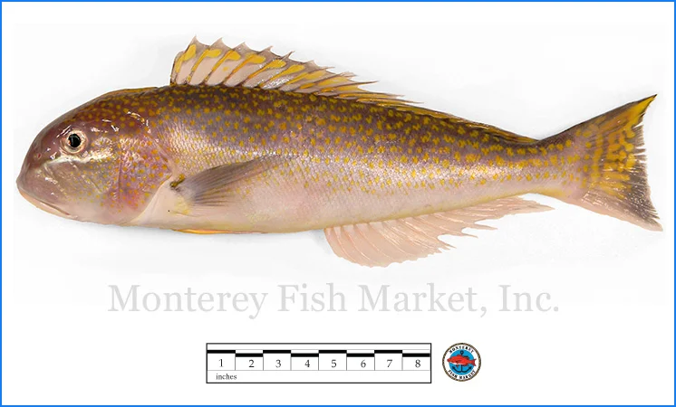 Monterey Fish Market Seafood Index photograph of Tile Fish - Lopholatilus chamaeleonticeps