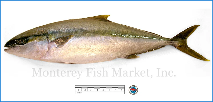 Monterey Fish Market Seafood Index photograph of Yellowtail Jack - Seriola lalandi