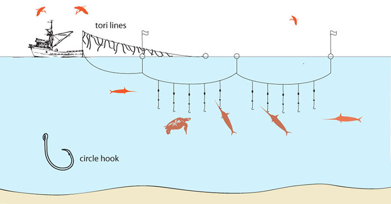Types of Commercial Fishing and Nets: Trawling, Longlines, Purse Seiners