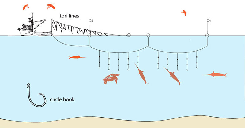 Responsible fishing: the journey from net to plate | Marine & Offshore