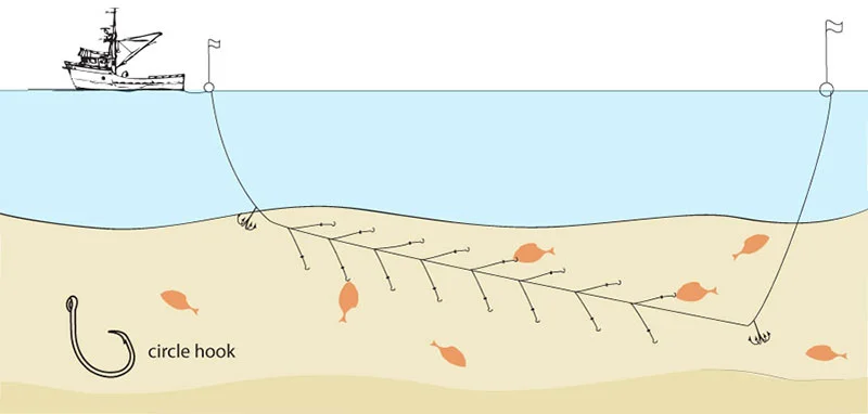 Demersal, or bottom, longlining is a much more environmentally sound means of catching fish like halibut and true cod, which dwell on the ocean floor, than the very destructive alternatives of bottom trawling or dredging. Circle hooks are employed to ameliorate sea turtle deaths.