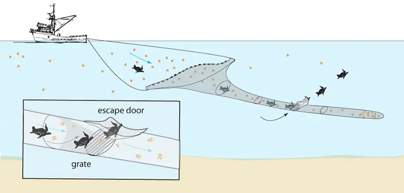 Turtle extruder devices, or (T.E.D.s) are Shrimp Trawler net modifications, consisting of grates that are sewn into nets adjacent to open flaps that function as escape hatches. A) Sea Turtles and large fish carried by the current into the nets swim or float onto the grate through which they cannot fit. B) The current gently forces the turtles up the grate and out the escape hatch. C) Targeted shrimp fit through the grate and remain in the net while the turtles and larger fish swim free.