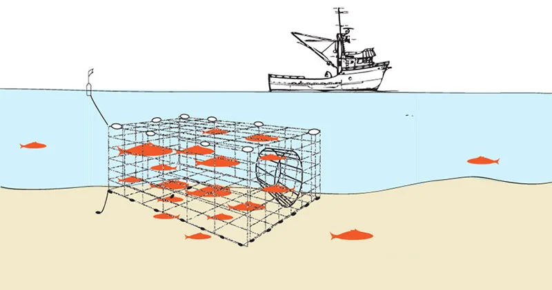 Fish traps are large net or link traps suspended in the water or on the bottom, marked by buoys, weighted, and anchored. Fish are able to swim in, small size fish can escape and non-targeted fish can be released alive when the fishermen return to harvest the targeted fish. 