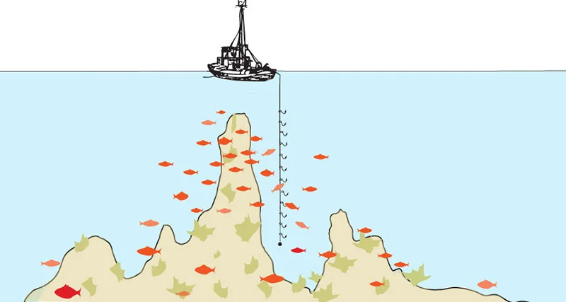 A multi-hooked line weighted at the bottom is dropped into the waters adjacent to vertical outcroppings where fish congregate. The fisherman gently drifts into position and holds that position while slowly retracting the line, encouraging fish, then, in succession, other fish, to bite onto it. This method of capture is used by small boat artisanal fishermen and demands a high level of skill and knowledge. Accepted by experts as one of the cleanest and most target-specific fishing methods, with no environmental damage, hook and line fishing is fast becoming a lost art. Newly legislated governmental permit and quota restrictions that allow commercial trawlers rights to waters, prohibit hook & line fishermen access to the areas that they've been stewarding and sustainably harvesting from for years.