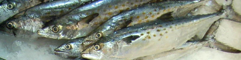 Healthy, nutritious, sustainably caught Mackerel on ice at Monterey Fish Market