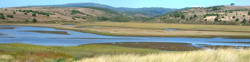 A protected Bay Area tidal marsh that is interface between the ocean and both urban and agricultural areas.