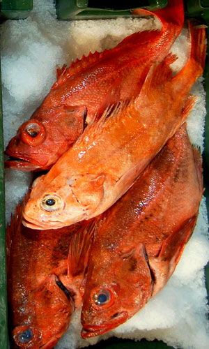 Wholesale - Monterey Fish Market San Francisco — Monterey Fish Market