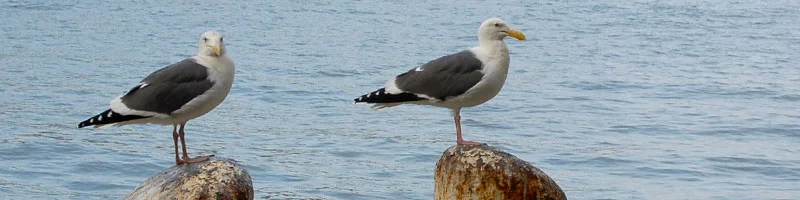 Gulls near Monterey Fish Market on San Francisco Bay