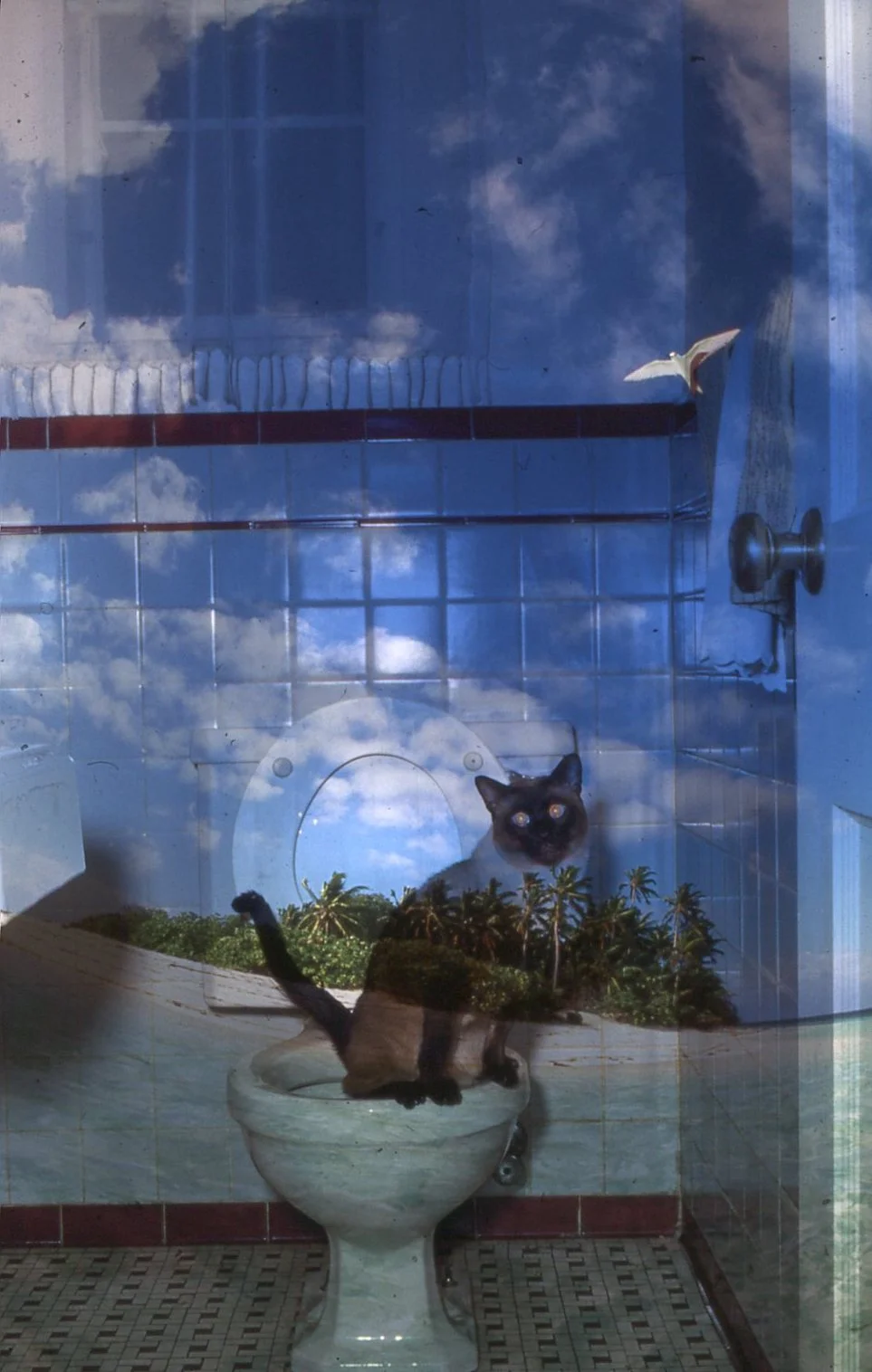 Tropical Kitty Pee