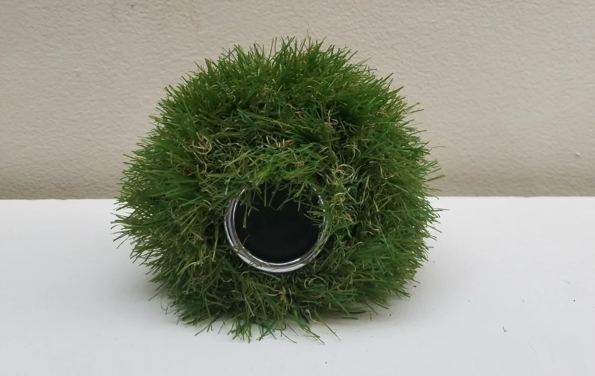 herbe