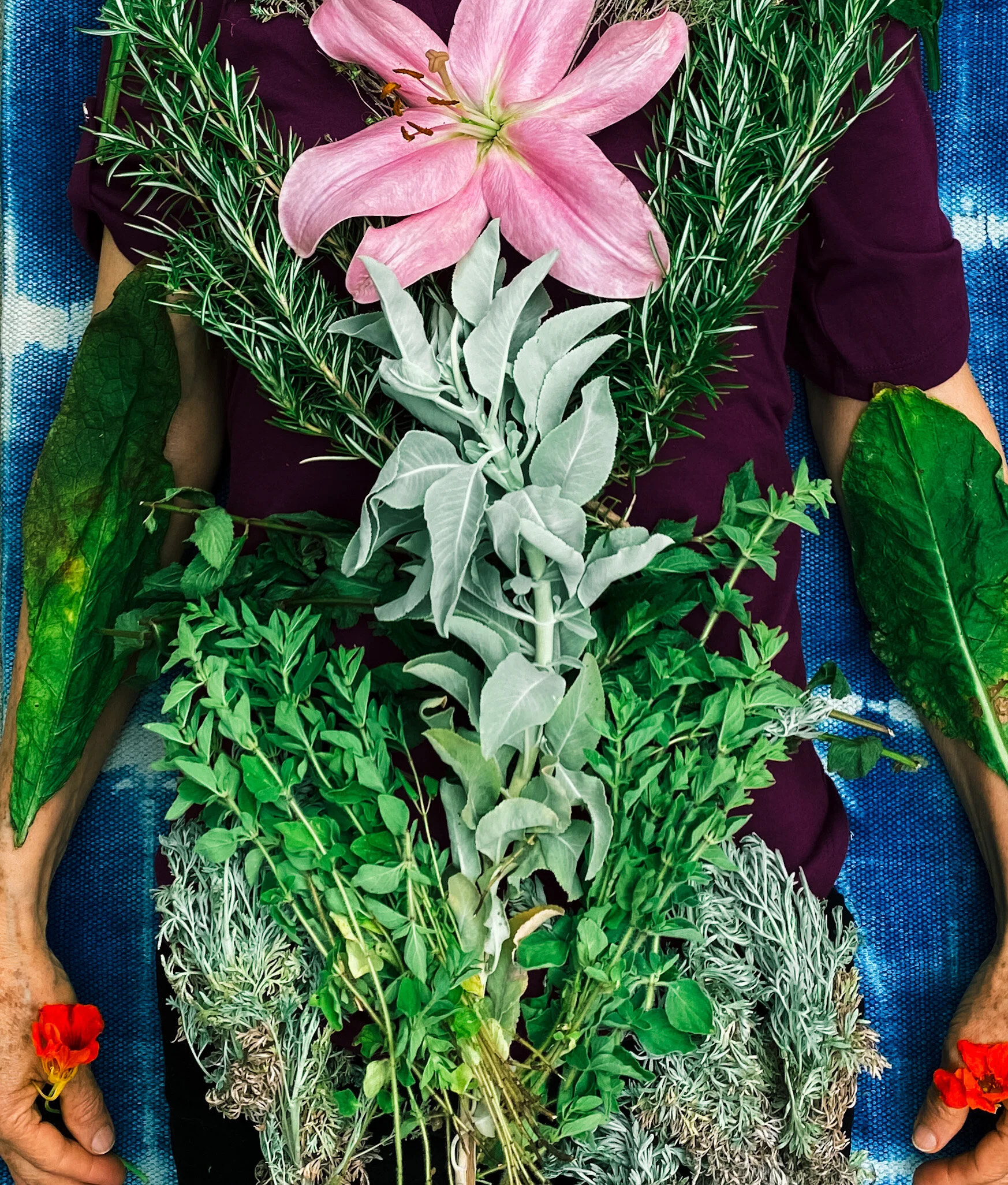 Plant Spirit Medicine