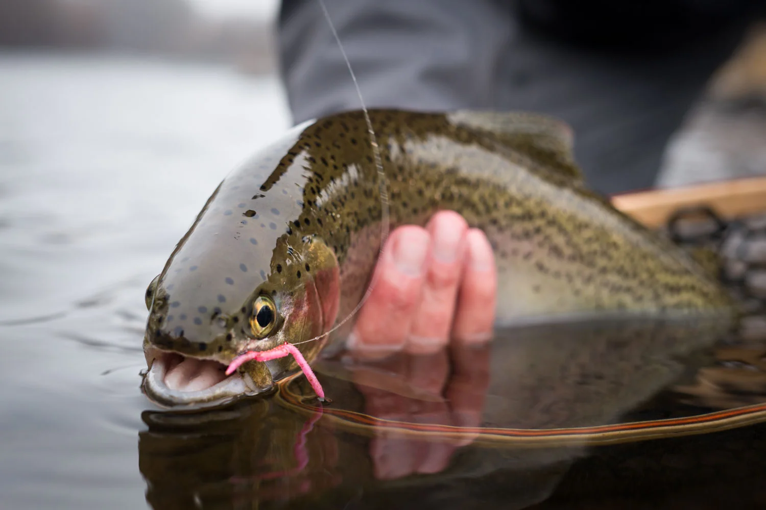 trout_in_net_Schliessman-2.jpg