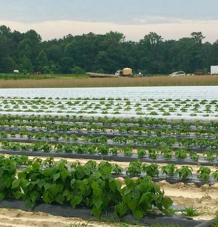 Deer Run Farm in Hanover, VA