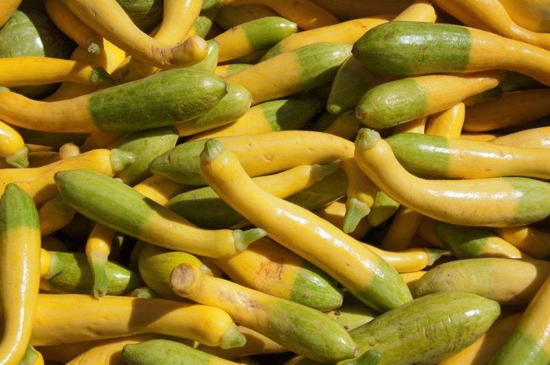 Zephyr Squash
