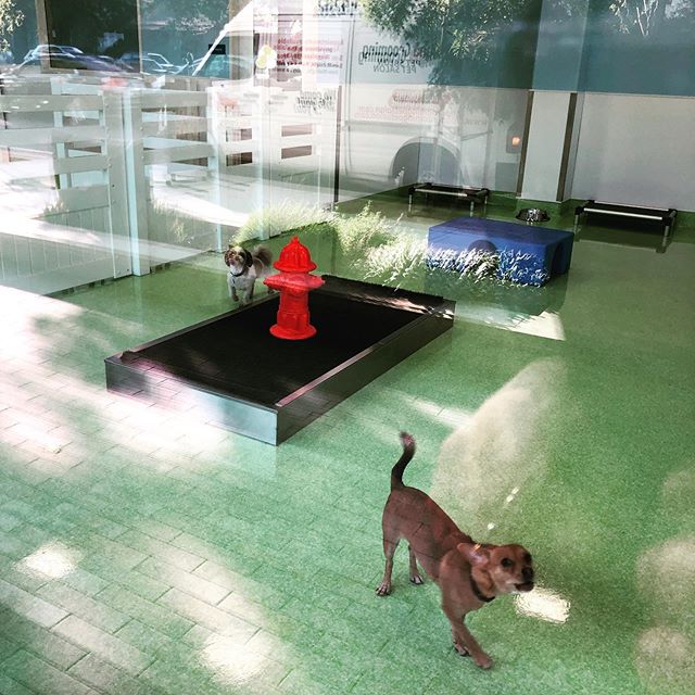 What is the psychology between dogs and fire hydrants? Any insight on that @citydog_club? Thank you for the Instagram moment @Instagram.