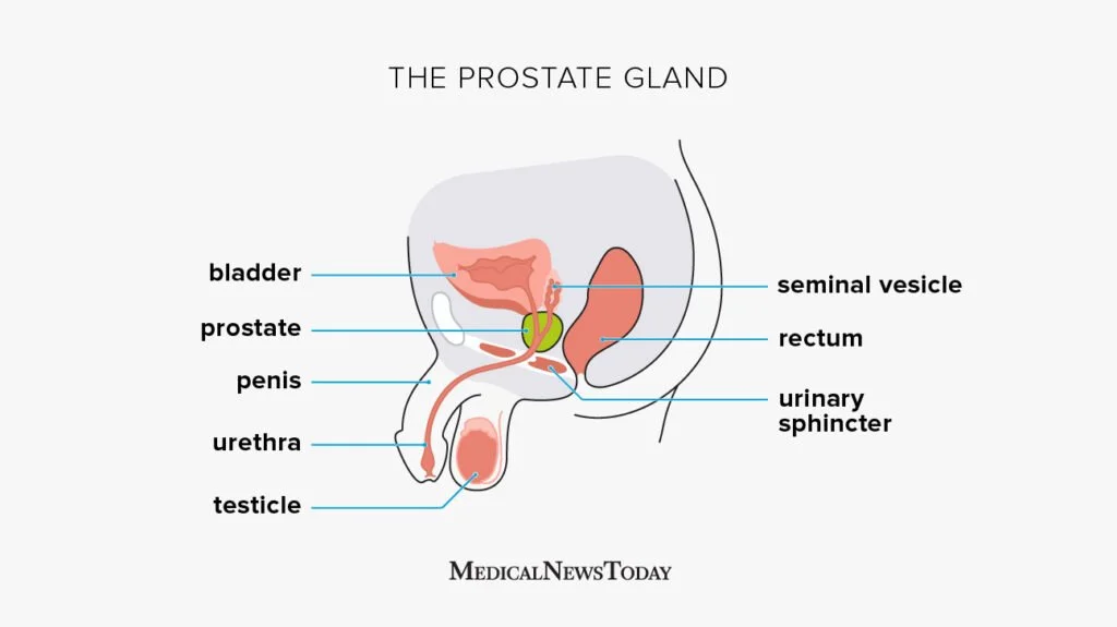 The Prostate &amp; Your Partner