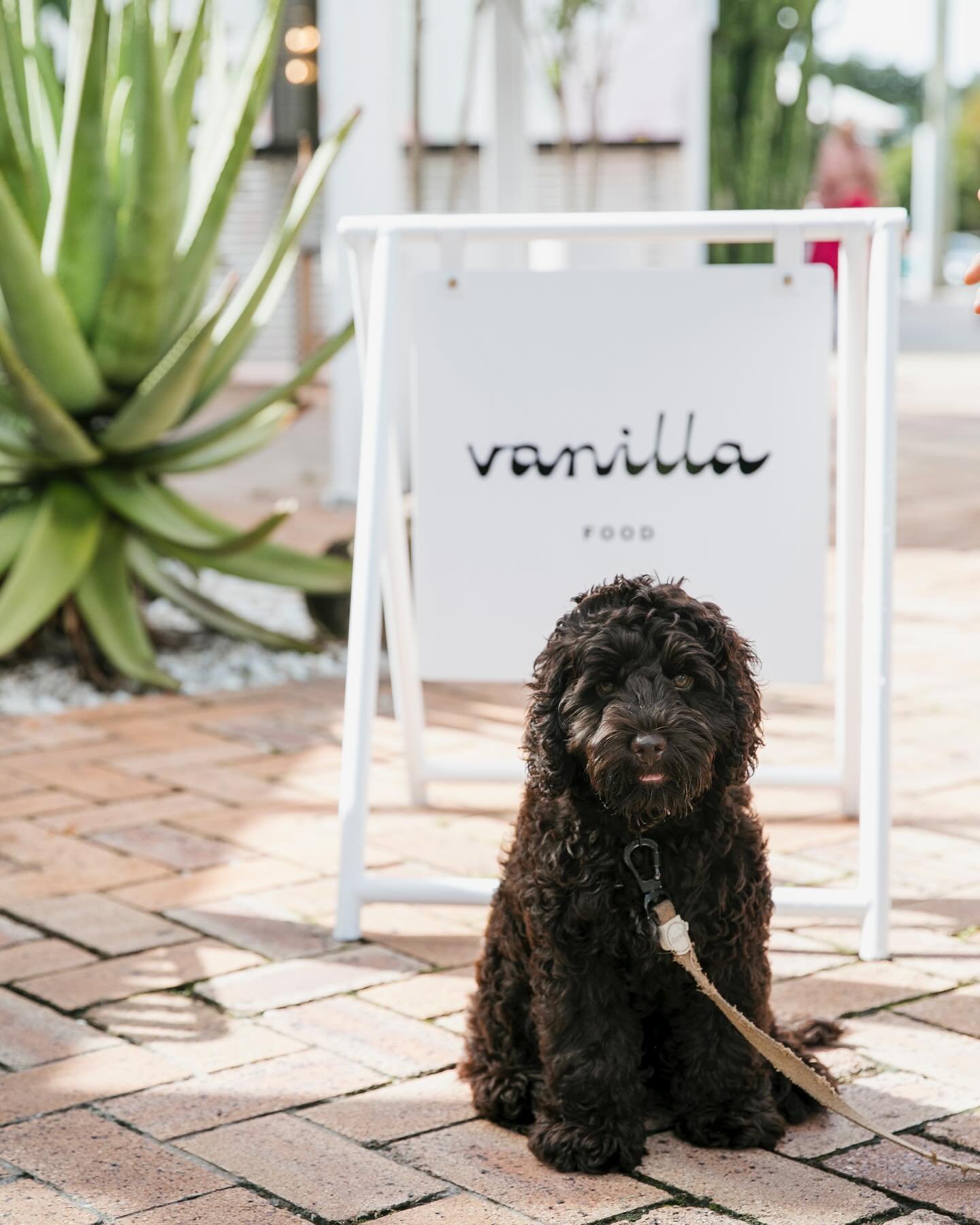 The best kind of brunch date ~ furry friends are welcome here at VF 

#dogfriendly #cafe #organic #noosa #noosajunction #nooaheads #sunshinecoast #brisbane 🐶