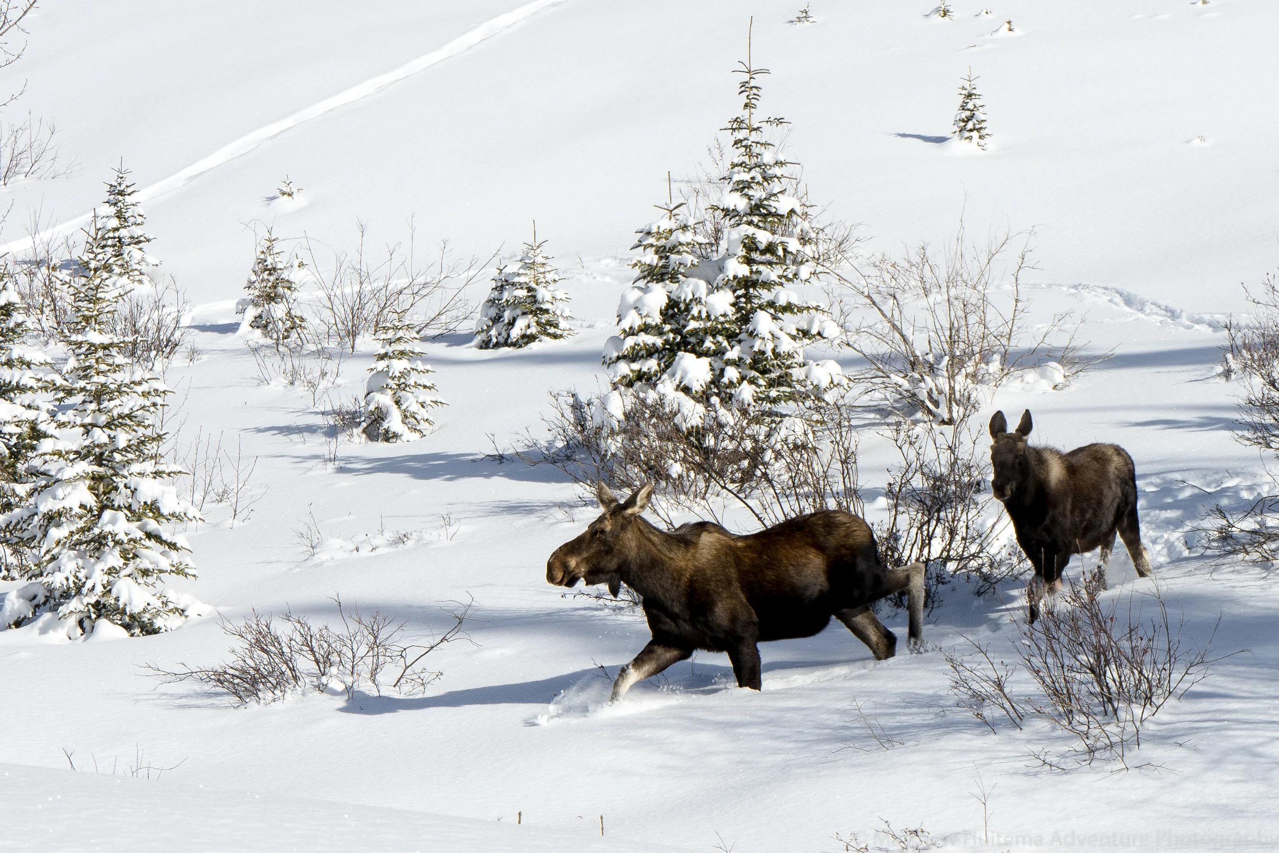 A Moose and Her Calf, Spray Lakes Provincial Park