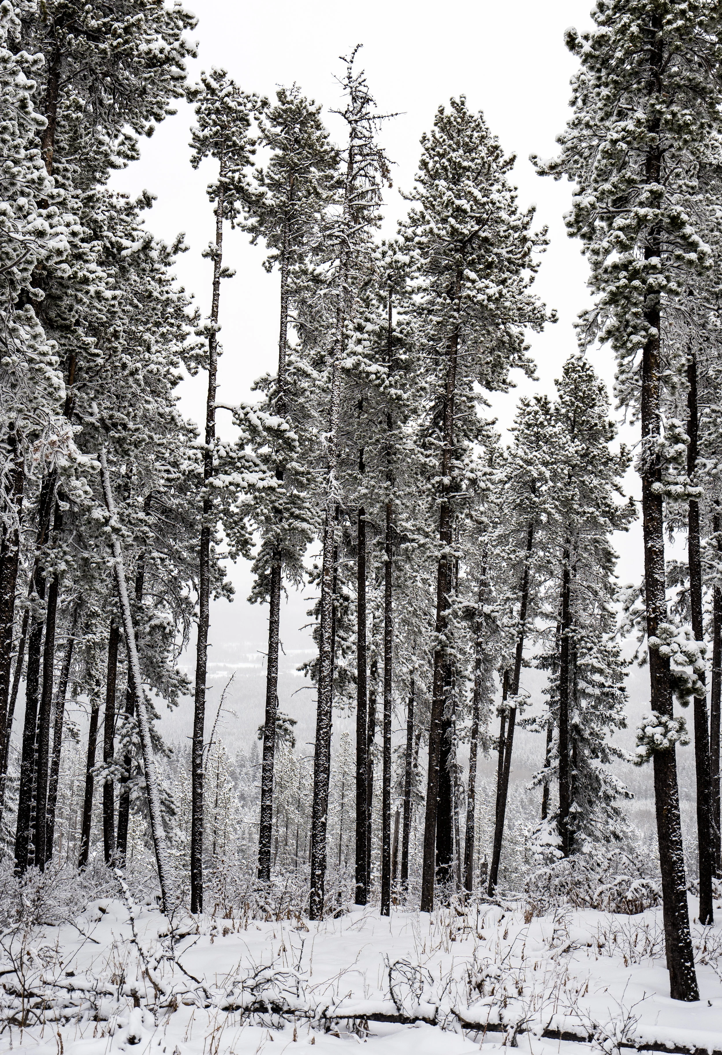 Snowy Trees Sony A7ii, Zeiss 16-35mm F4 1/640 Seconds, f /4.0, 35mm, ISO 100