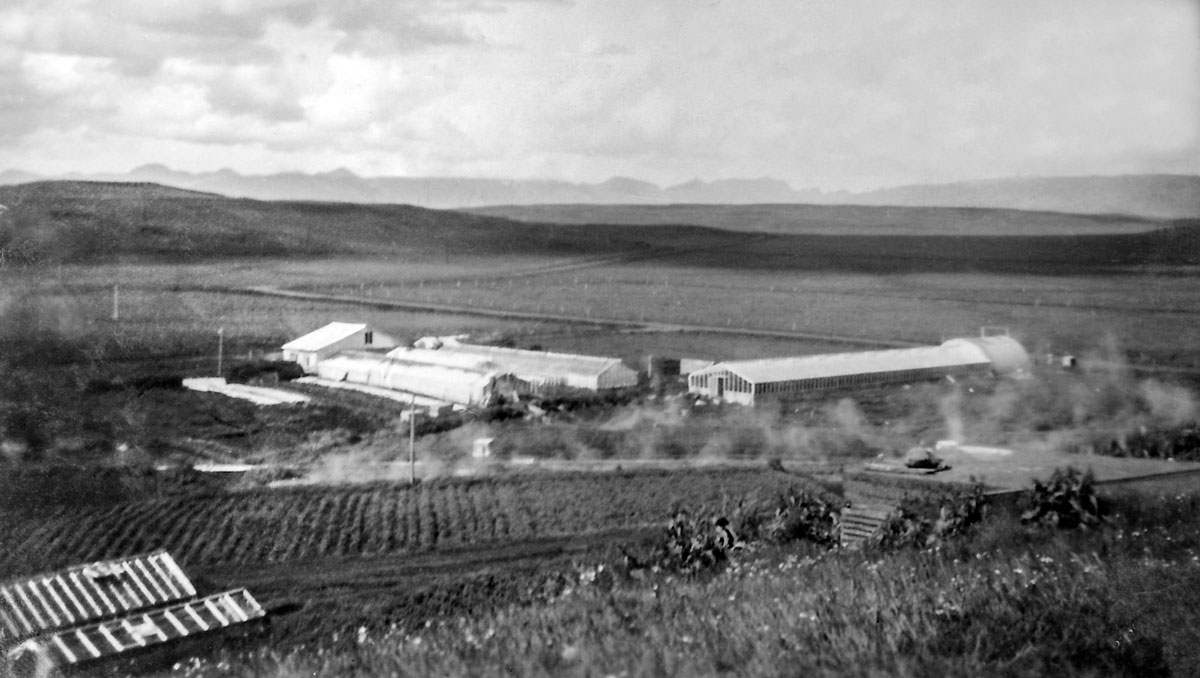 Hveratún skömmu eftir að Skúli og Guðný fluttu í Laugarás. Gróðurhúsið lengst til hægri var í eigu Ólafs Einarssonar, læknis.