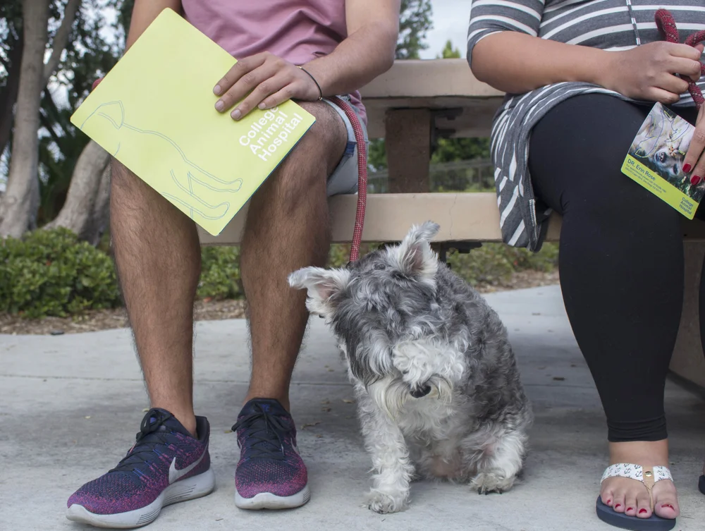 College Animal Hospital — Rania Alsawad