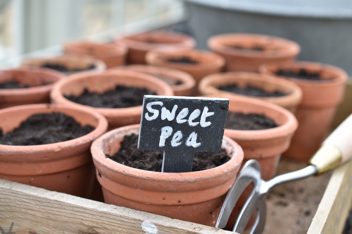 Sarah Raven Sweet Pea Seeds