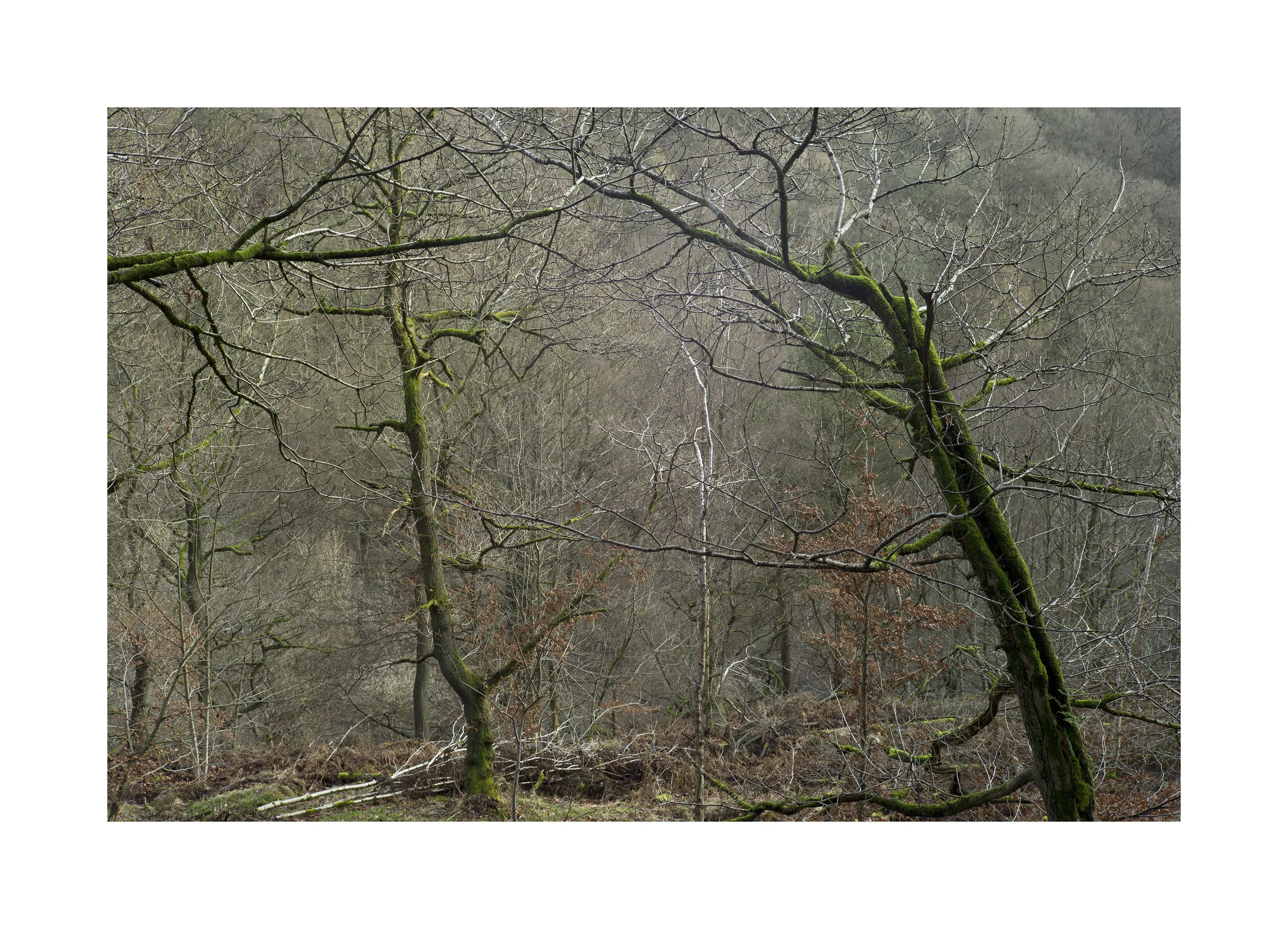 Charlie Meecham - Dean Wood  