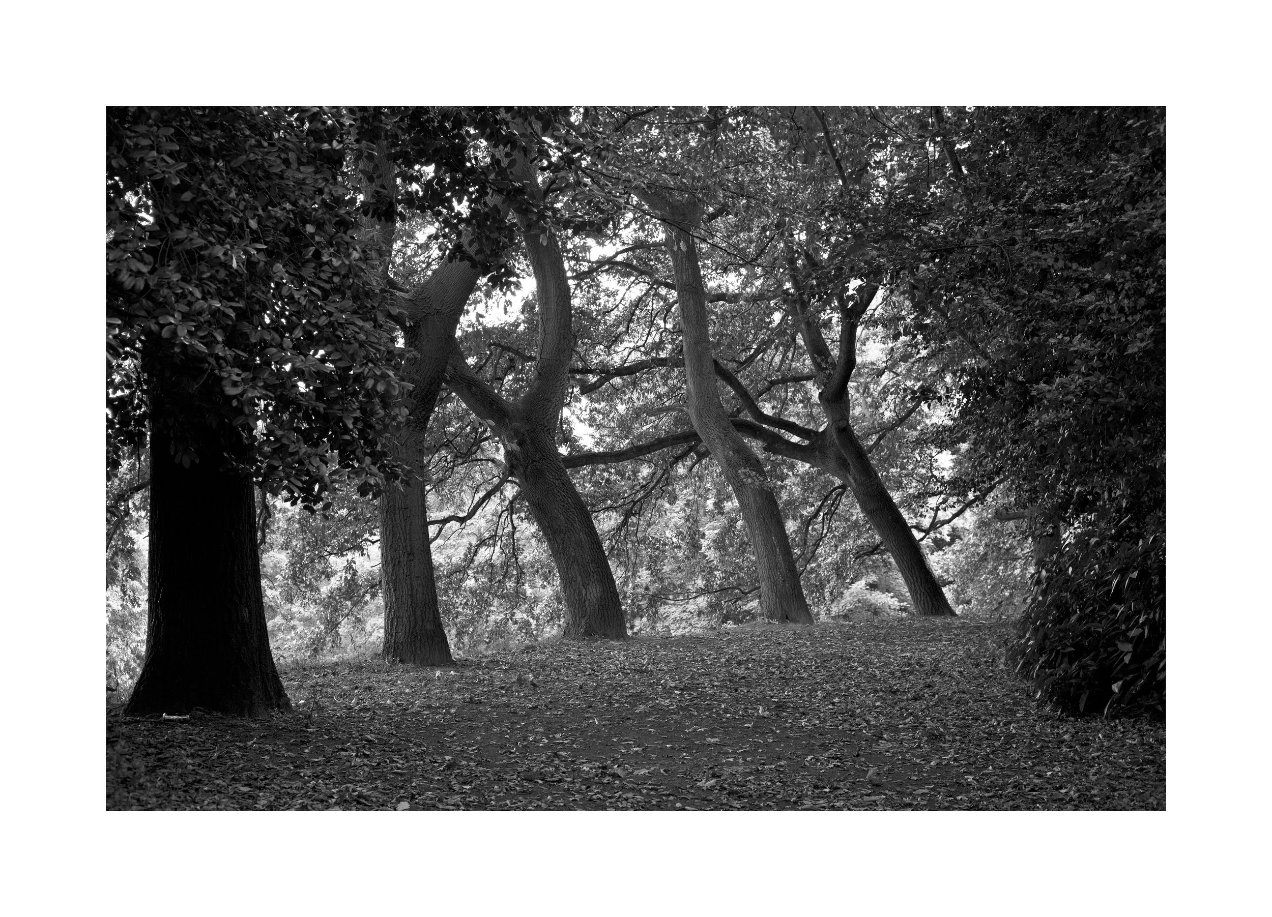 Charlie Meecham - Castle Hill Wakefield