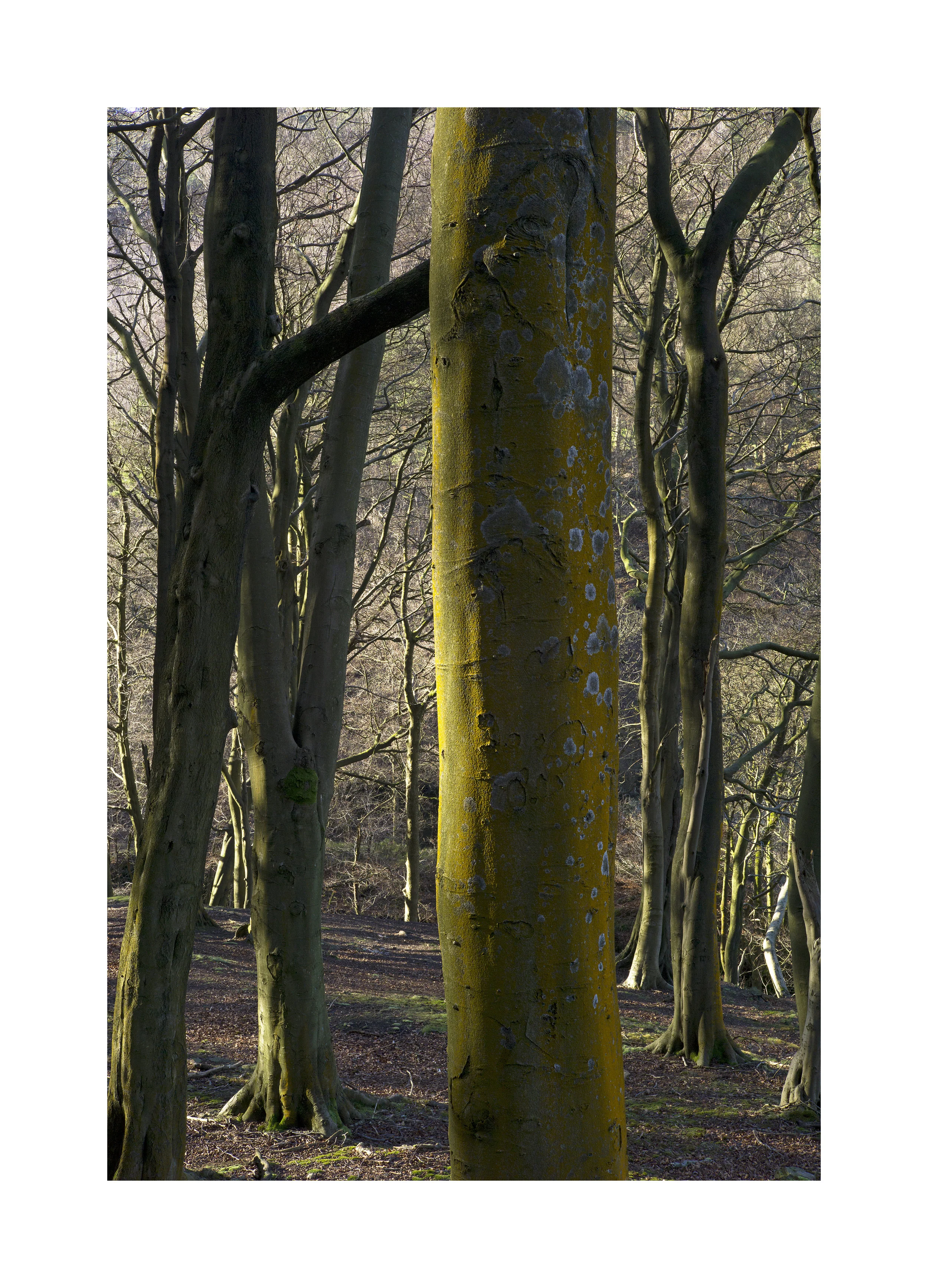 Charlie Meecham - Middle Dean Wood