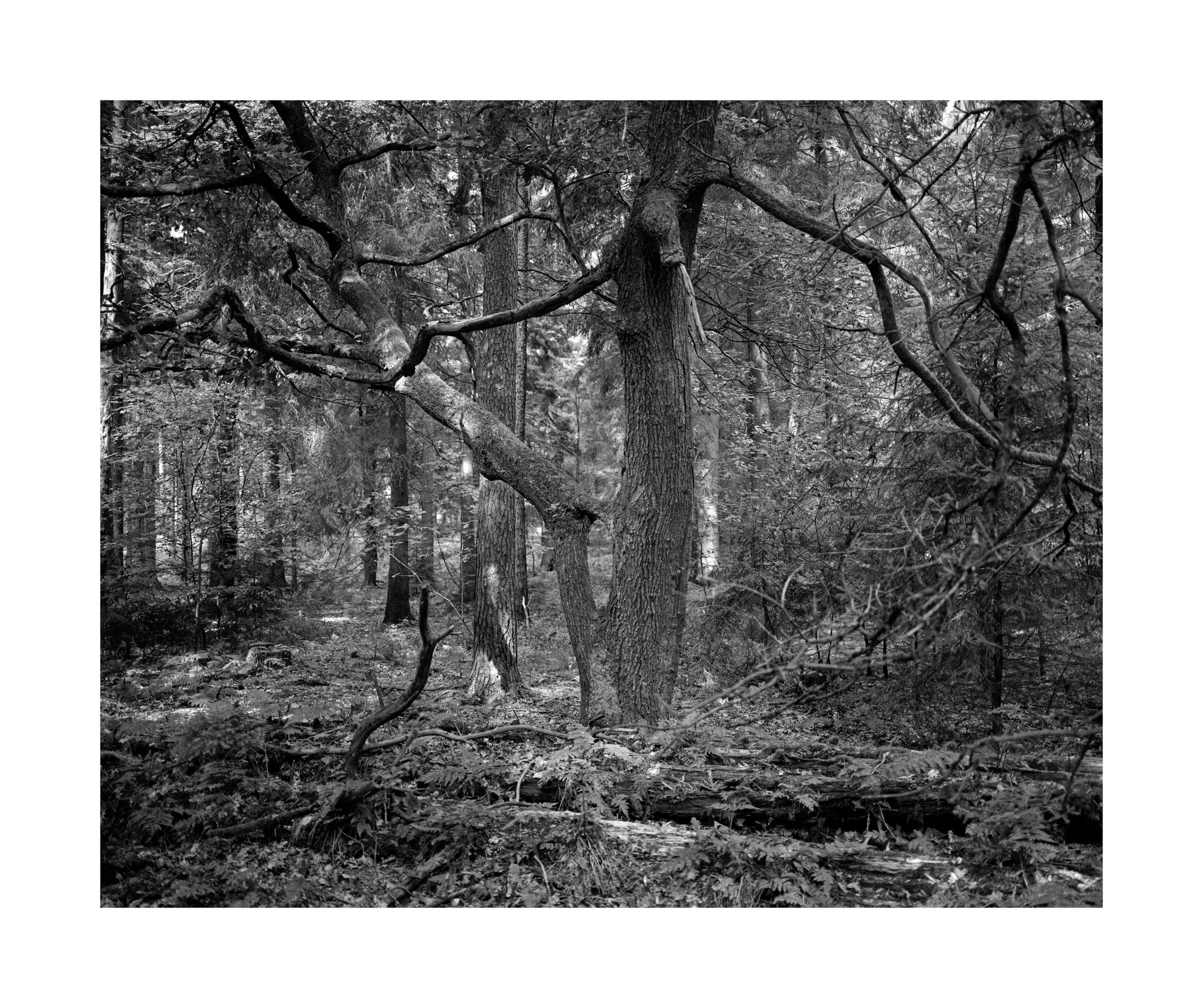 Charlie Meecham - Schwarze Berge