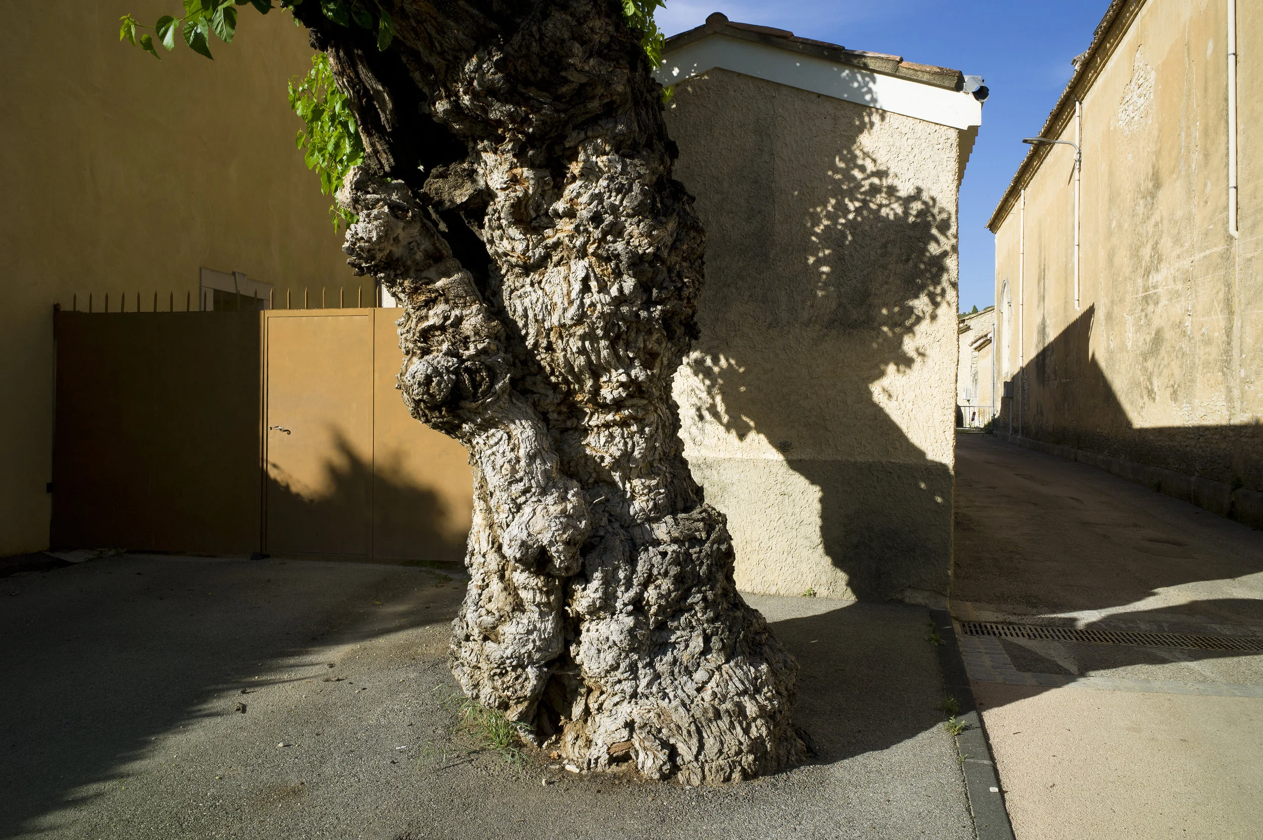 Charlie Meecham - Mulberry Tree - France