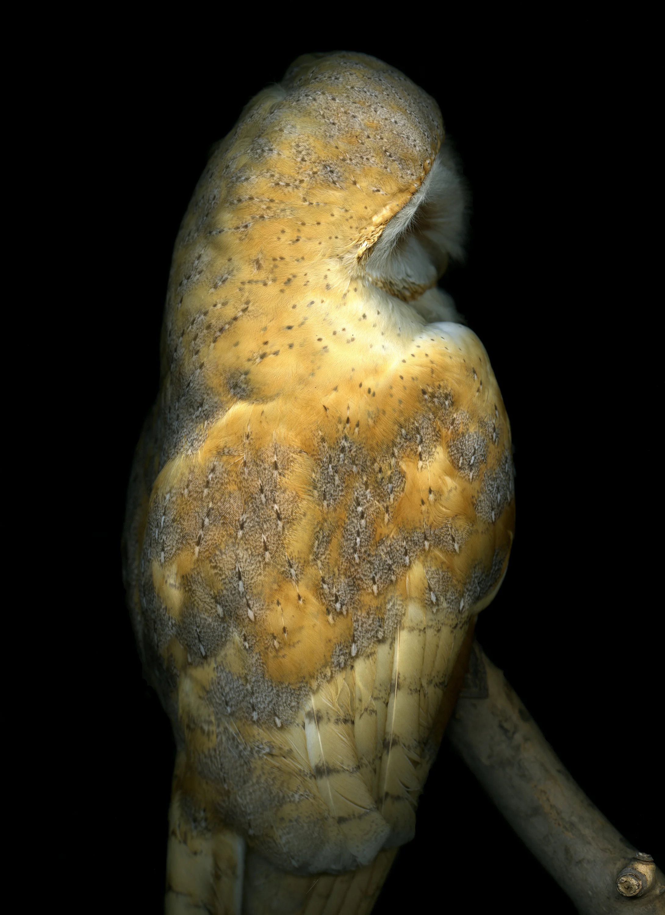 tytoalba510Pps.jpg