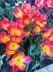 I found these tulips both dazzling and delightful.