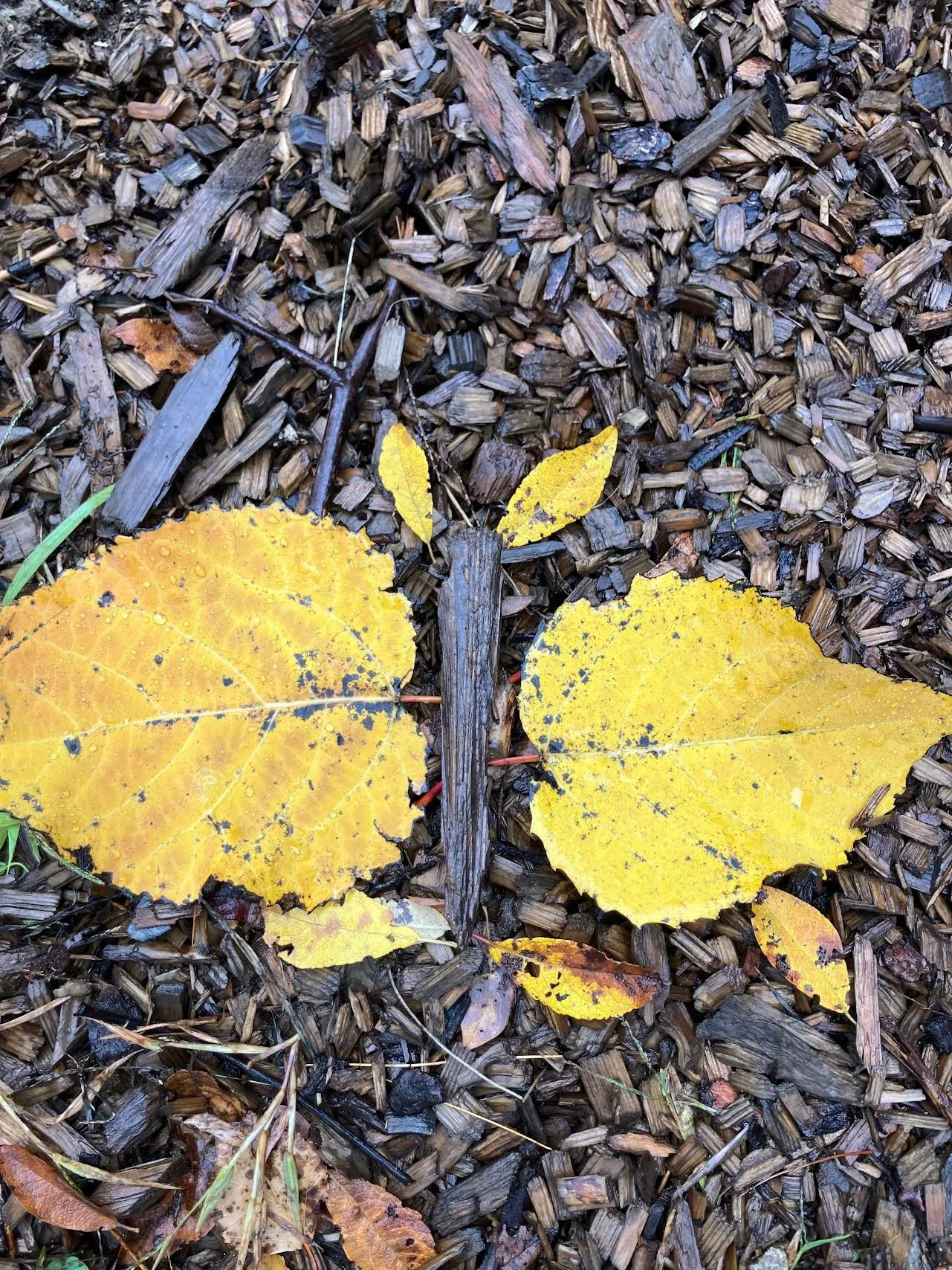 Student Led Conferences