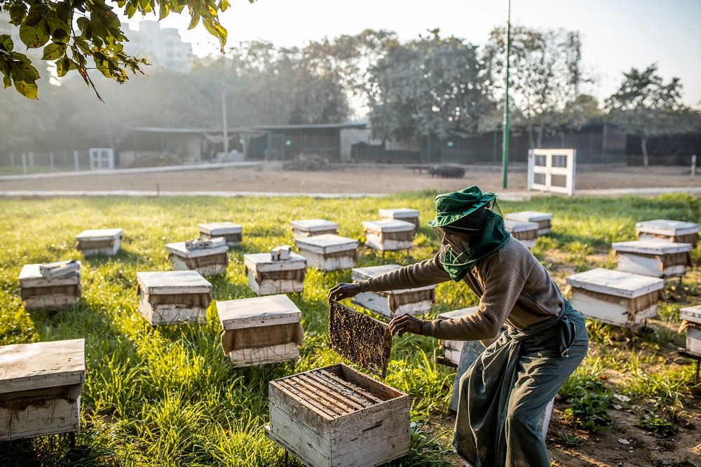Bee Farming.jpg