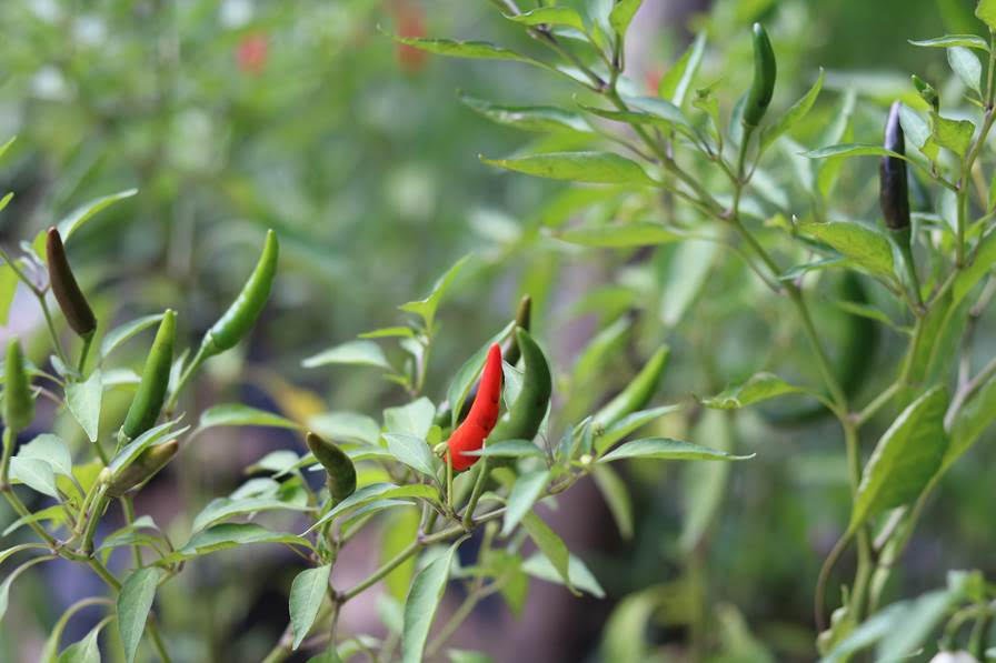 Easy Green Chili Side Dishes 2023 AtOnce