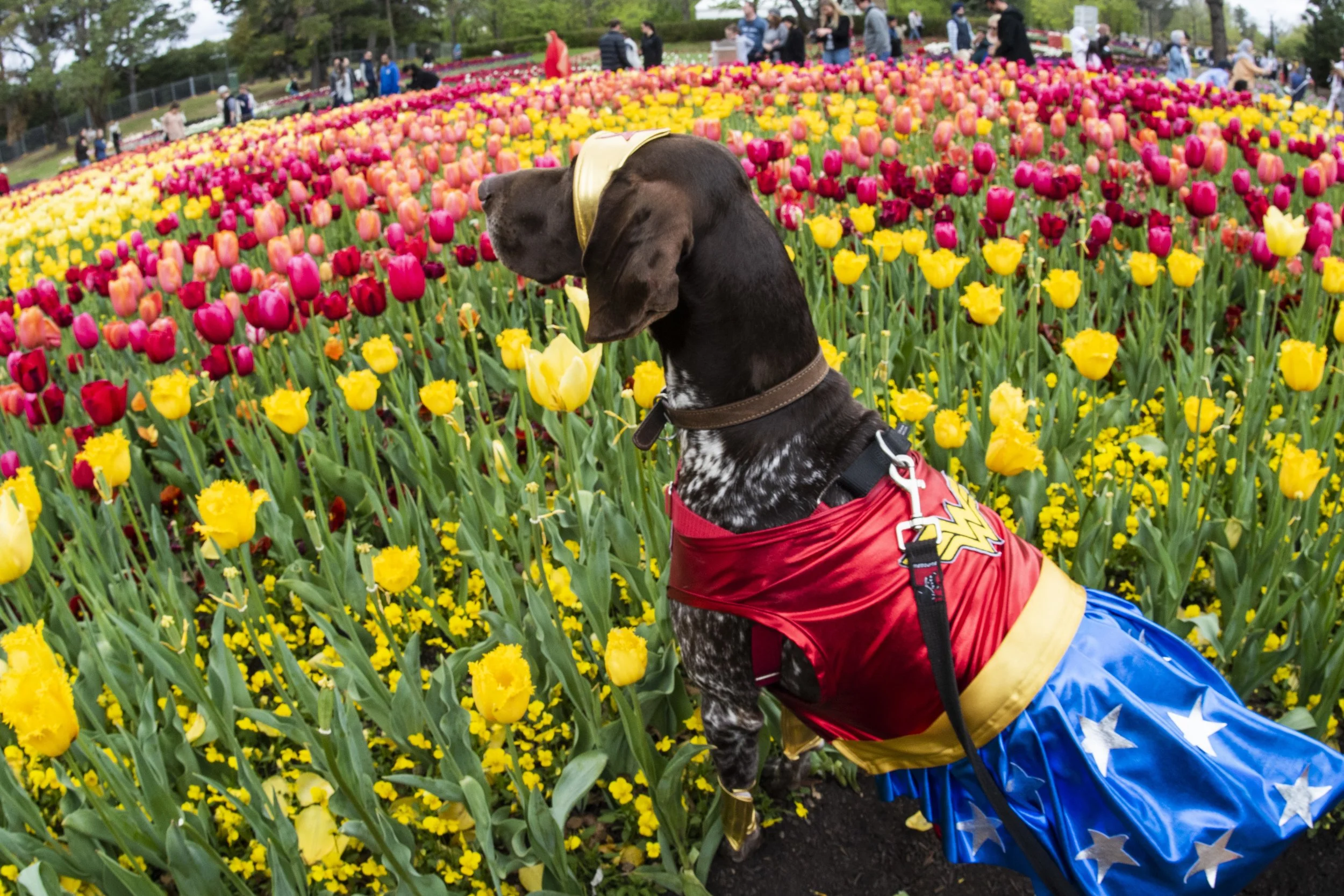 VisitCanberra_Experiential celebration_Floriade.jpg