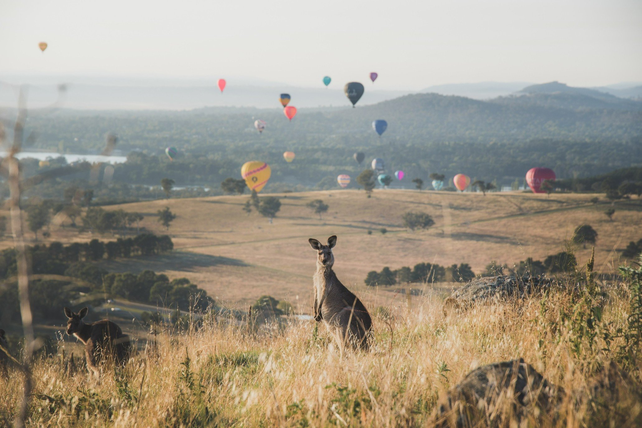 Canberra Balloon Spectacular (1).jpg