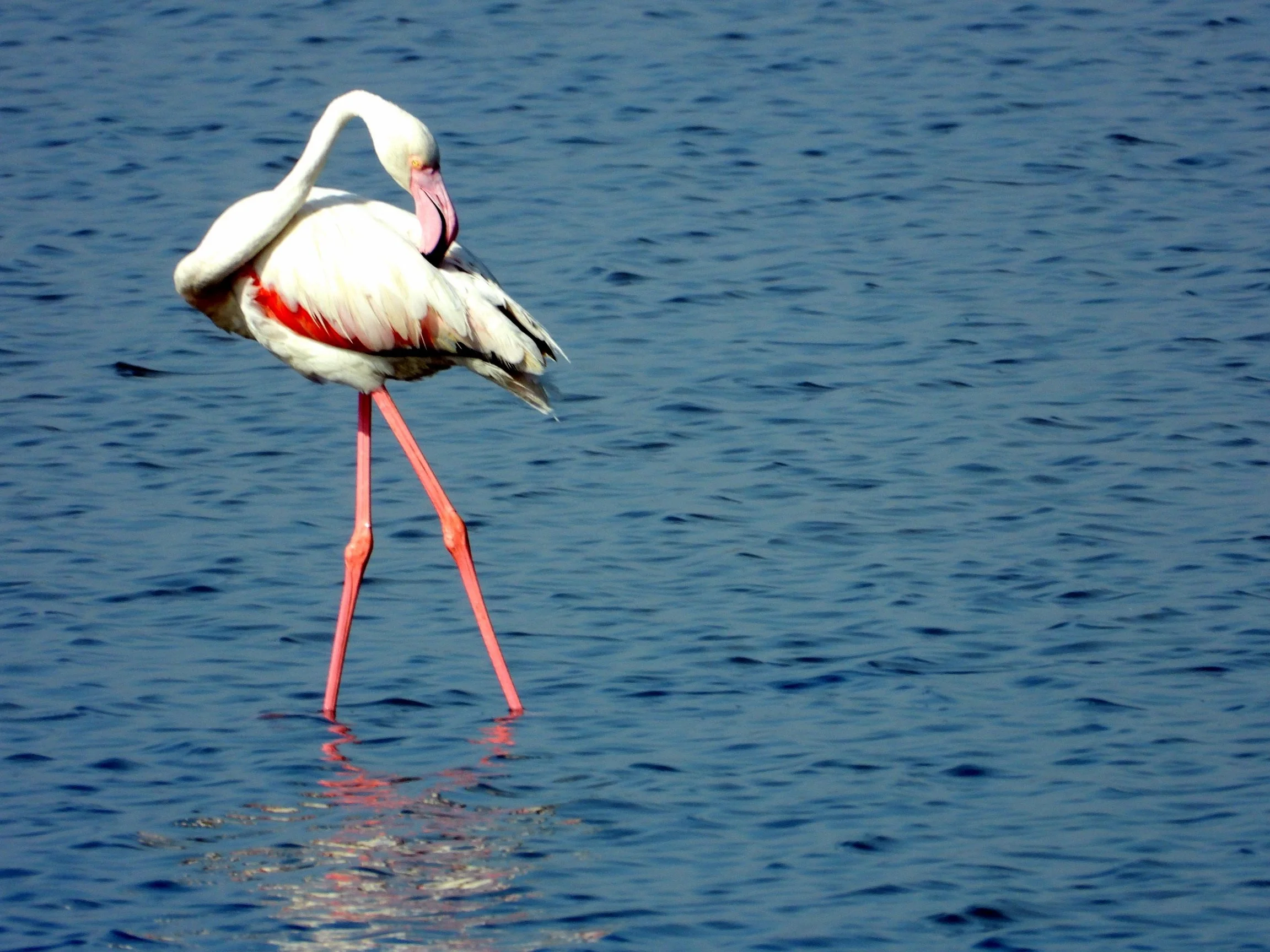 Flamingos at DholaviraBindu.JPG