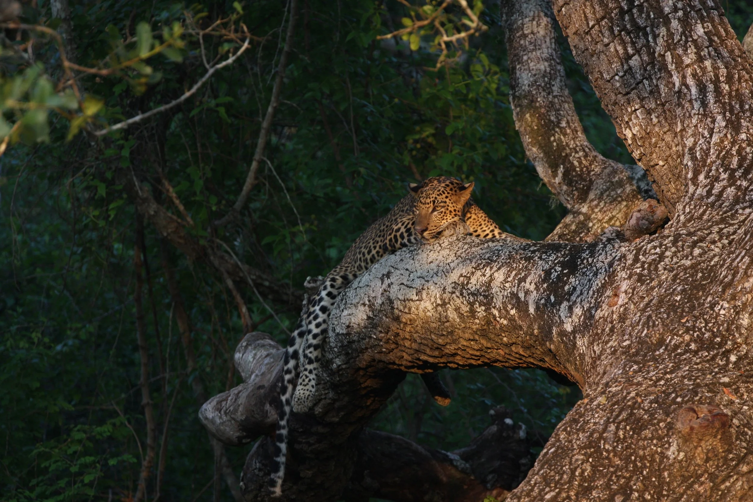 Jetwing Jungle Lodge, Yala 1.JPG